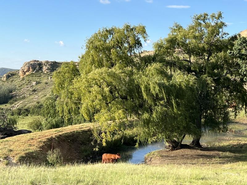 0 Bedroom Property for Sale in Fouriesburg Free State